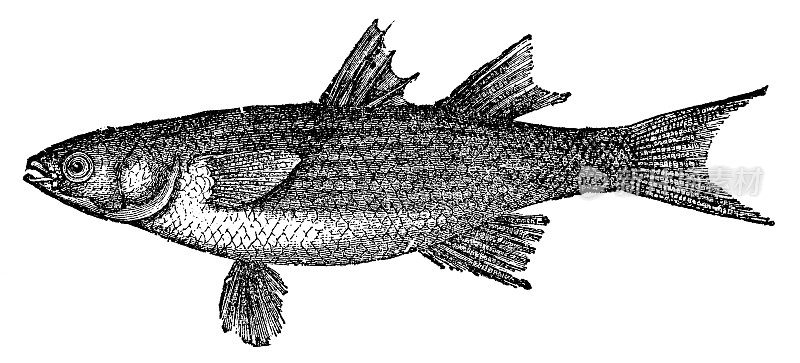 平头灰鲻鱼(Mugil Cephalus) - 19世纪